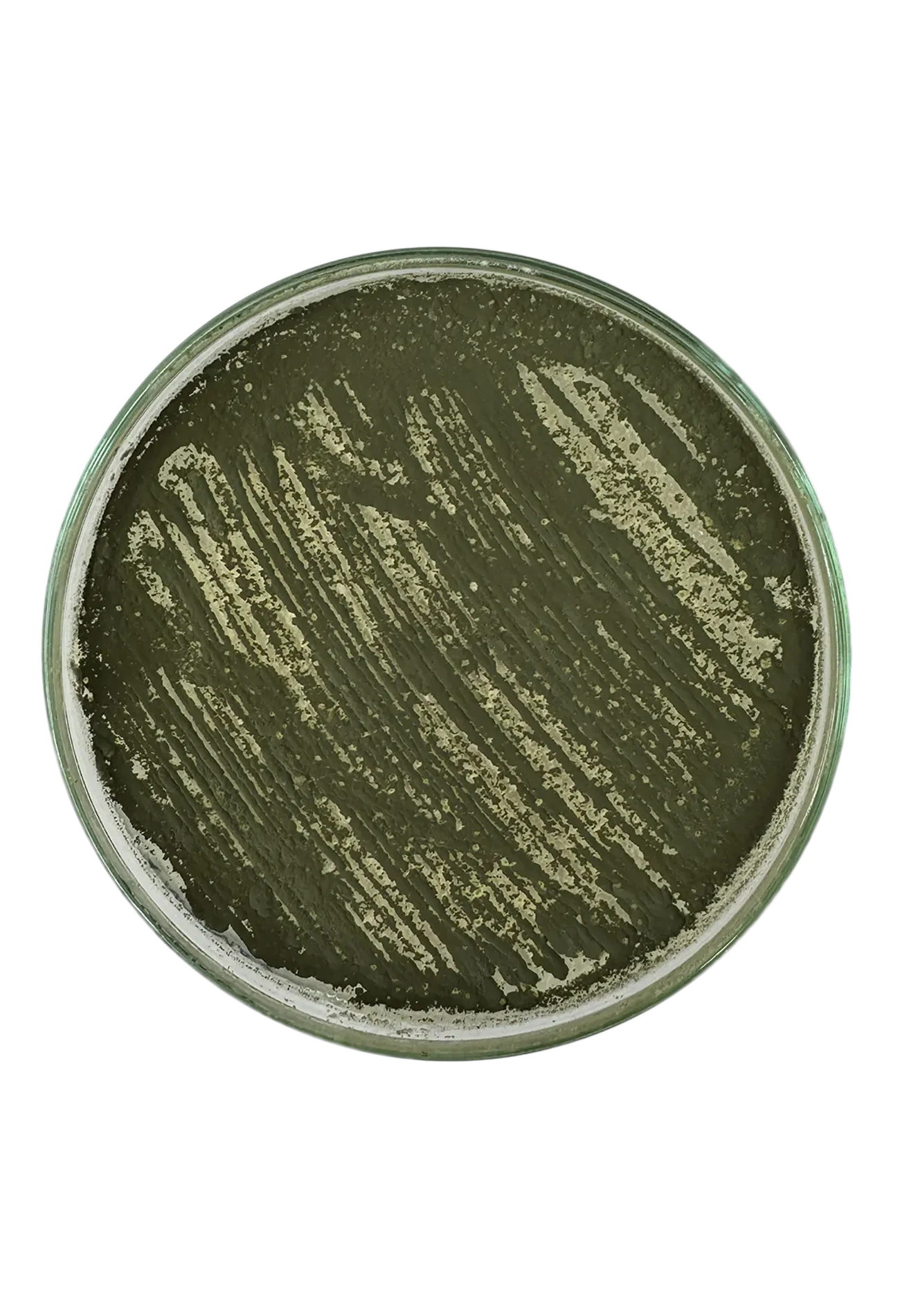 Imagen de Metarhizium BRILab