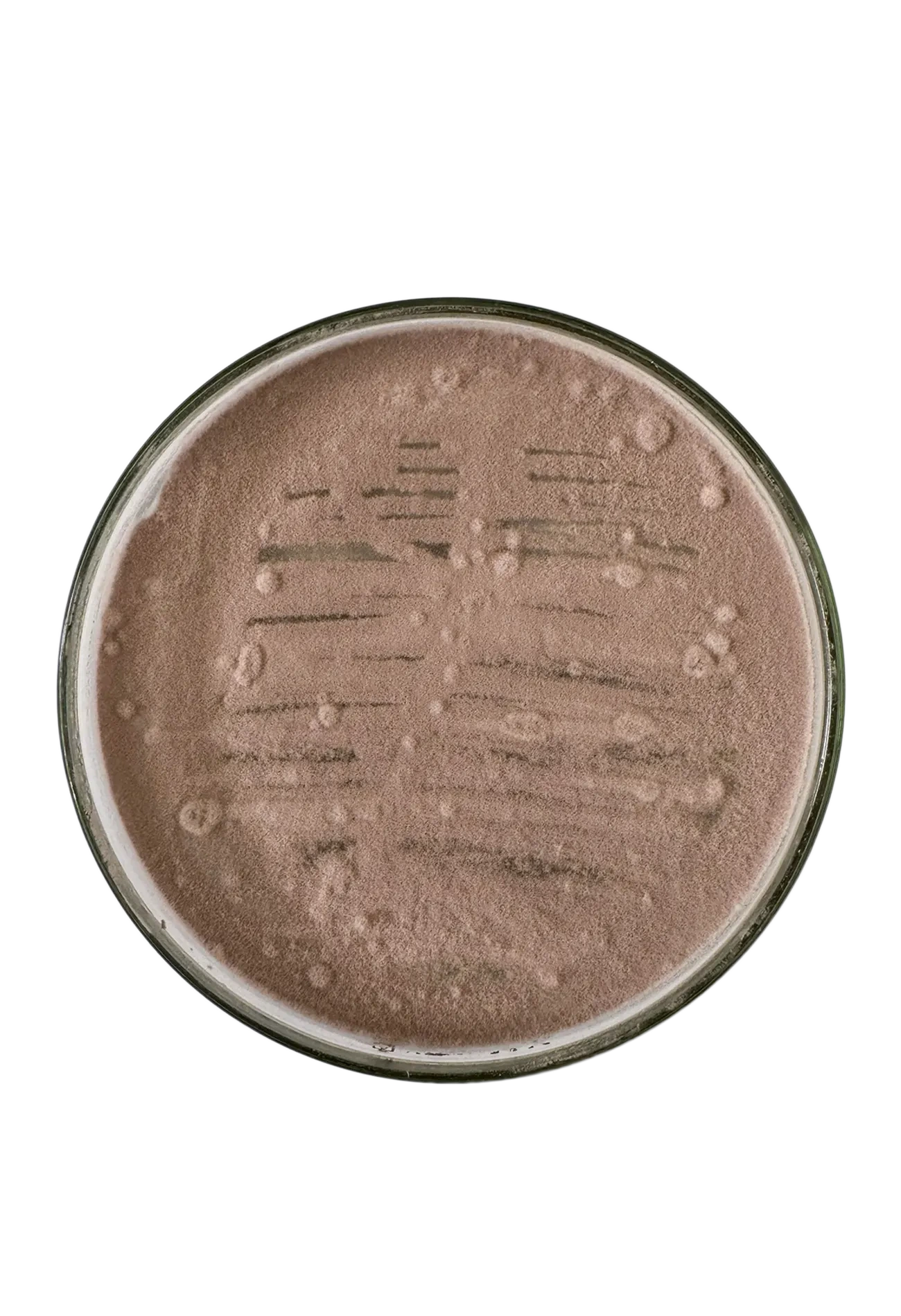Imagen de Purpureacillium BRILab