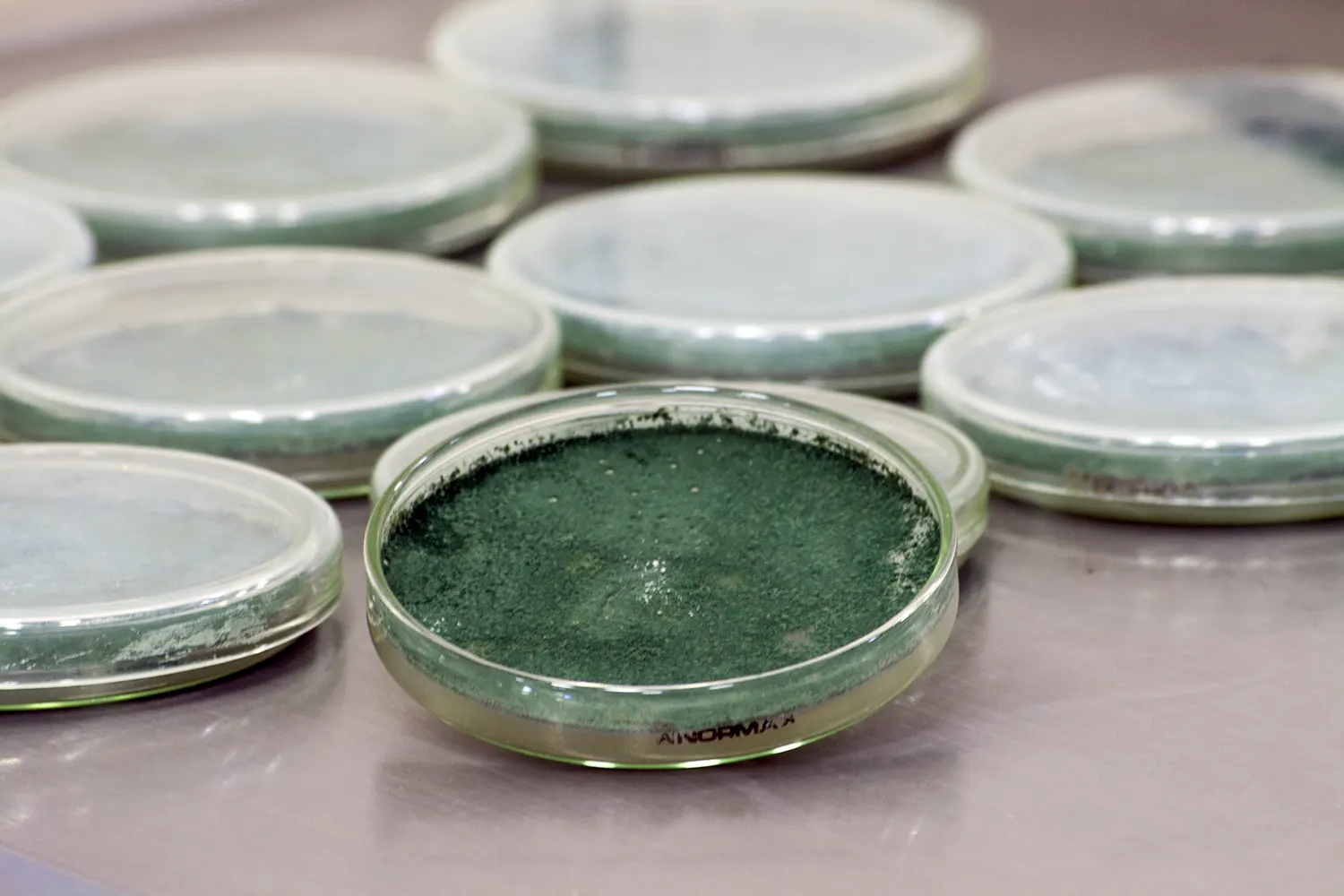 Personal de BRILab durante procesos de control de calidad de bioinsumos