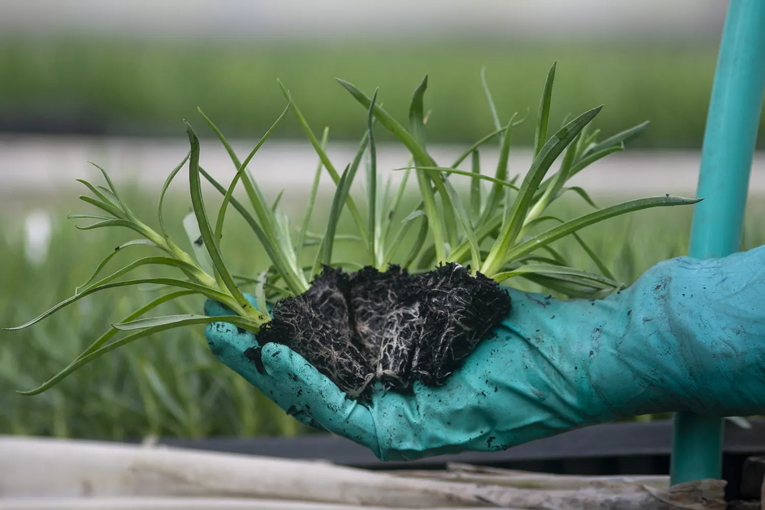 Análisis Microbiológico de Suelos y Sustratos - Cultivo en placa Petri en laboratorio BRILab Colombia
