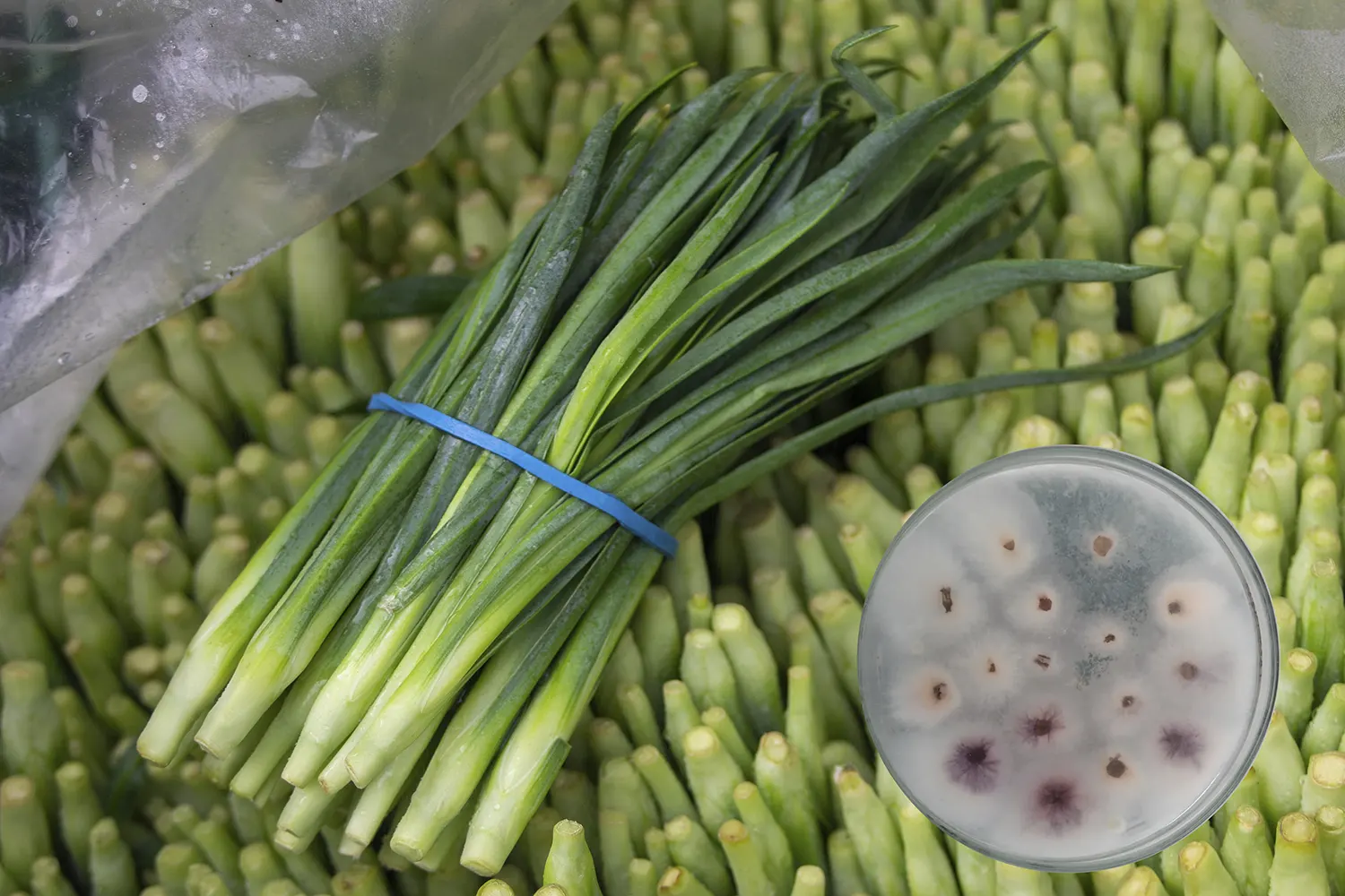 Servicio de Indexing de Material Vegetal - Análisis microbiológico de tejido vegetal en laboratorio BRILab
