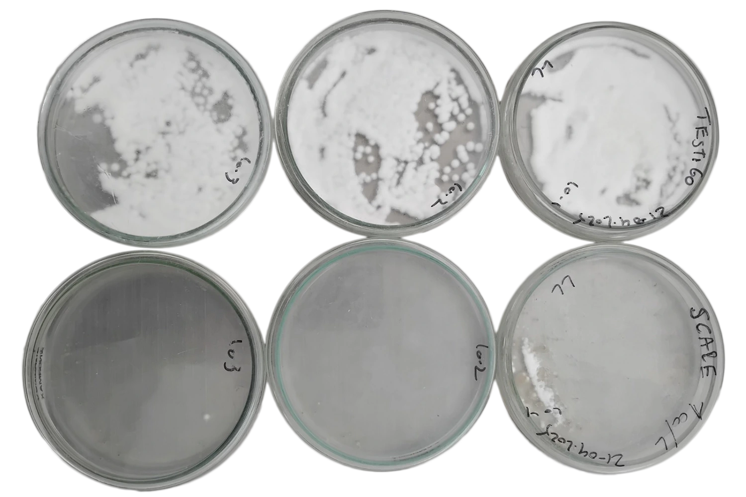 Pruebas de Compatibilidad de Bioinsumos - Evaluación de interacción entre productos biológicos y químicos