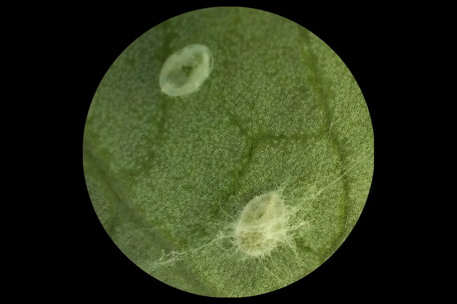 Pruebas de Eficacia de Moléculas Químicas y Bioinsumos - Investigación agrícola en laboratorio BRILab